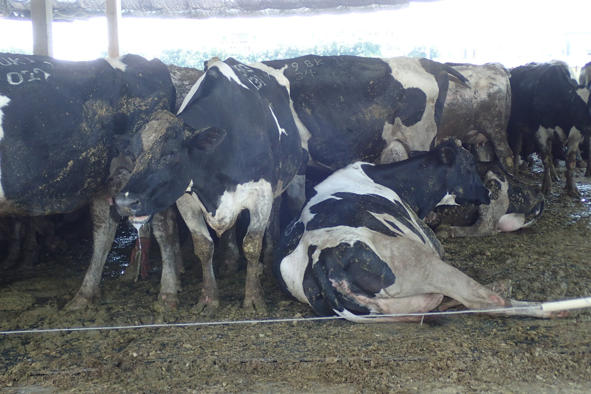 標章內涵 乳牛篇 動物福利標章east Certified