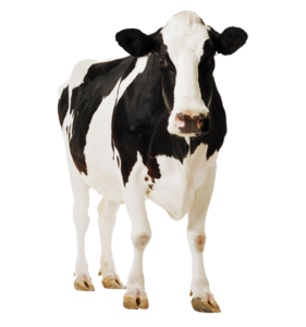 動物福利標章east Certified 給動物更好的生活