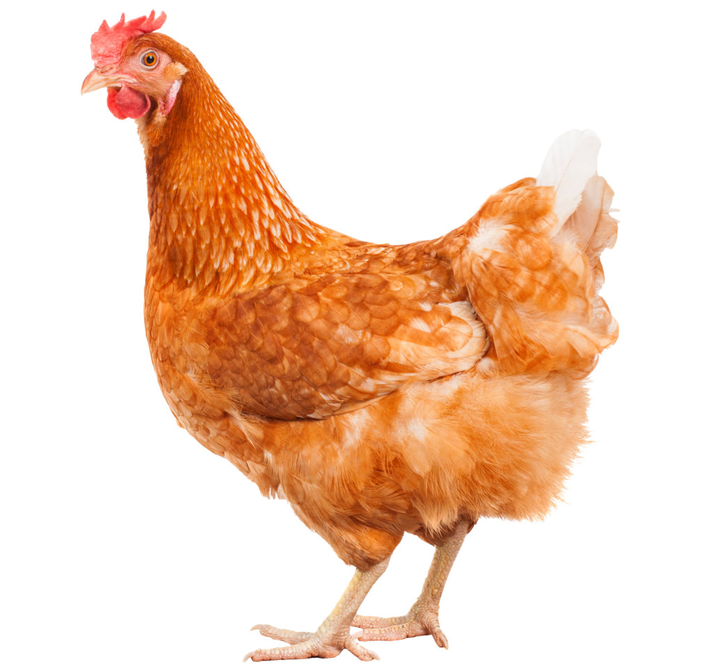 動物福利標章-蛋雞