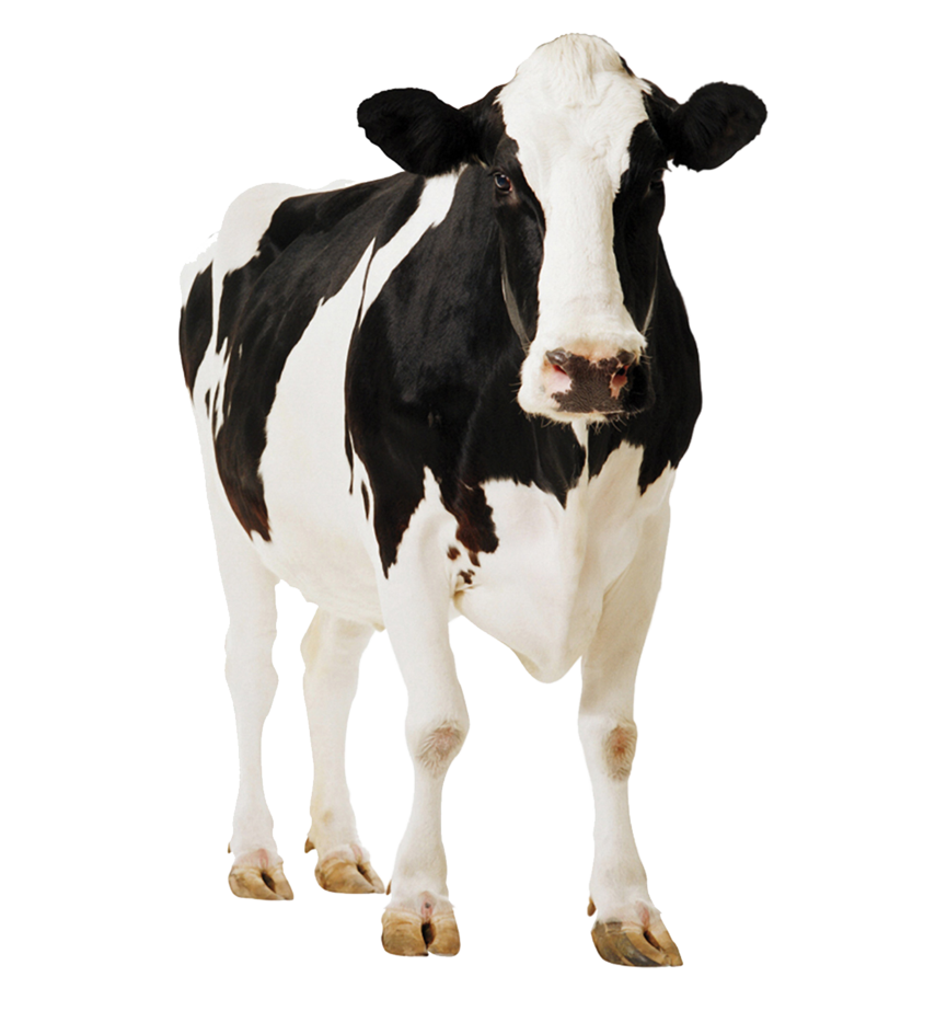 動物福利標章-乳牛