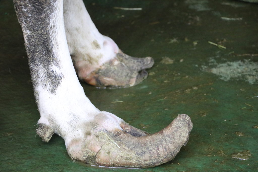 動物福利標章-乳牛