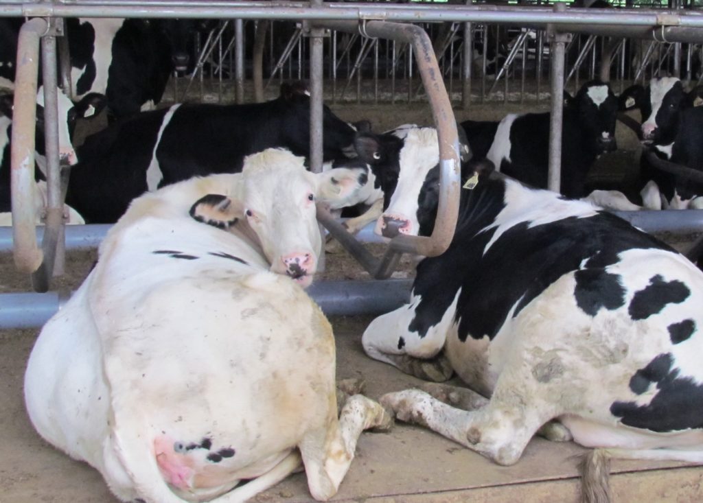 動物福利標章-乳牛