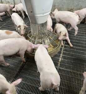 豬 動物福利 採食空間